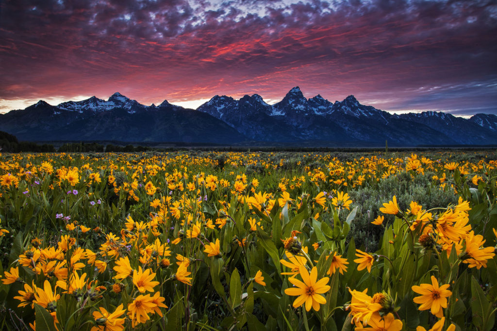 Wildflowers in a meadow in the Grand Tetons Wildflowers in Grand Tetons
